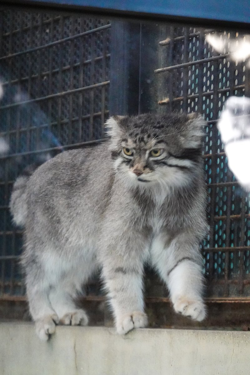 nrkm_gt's tweet photo. 今日はニャルソックも程々だったので下へ降りてくるのも秒で終了、みたいな
イーリスくんは可愛いのですが
ヘタクソな写真ばかりになってしまった💦 https://t.co/gEeb1JkS6i