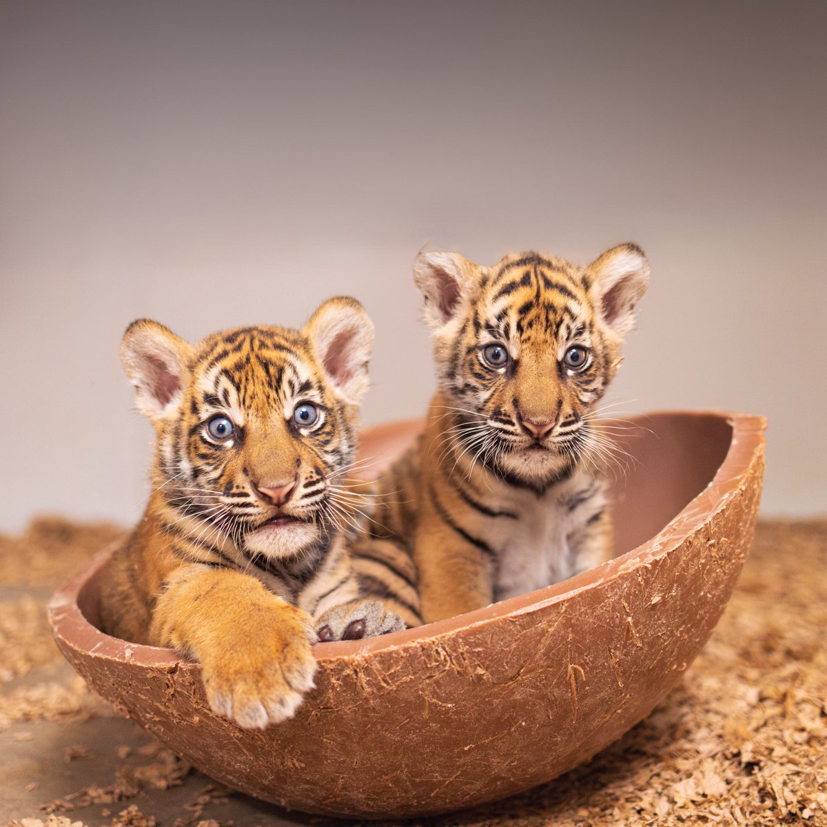 FortWorthZoo's tweet photo. The littlest, BIGGEST news you’ll EVER hear! 🤏🐯🤏🐯

For the FIRST time in Fort Worth Zoo history, Sumatran tiger cubs have been born! 🥹 The Zoo is earning its stripes with TWO of the cutest new faces! 🐯🐯

More on these little ladies later! 🫰🫰 https://t.co/vWhtmkCfph