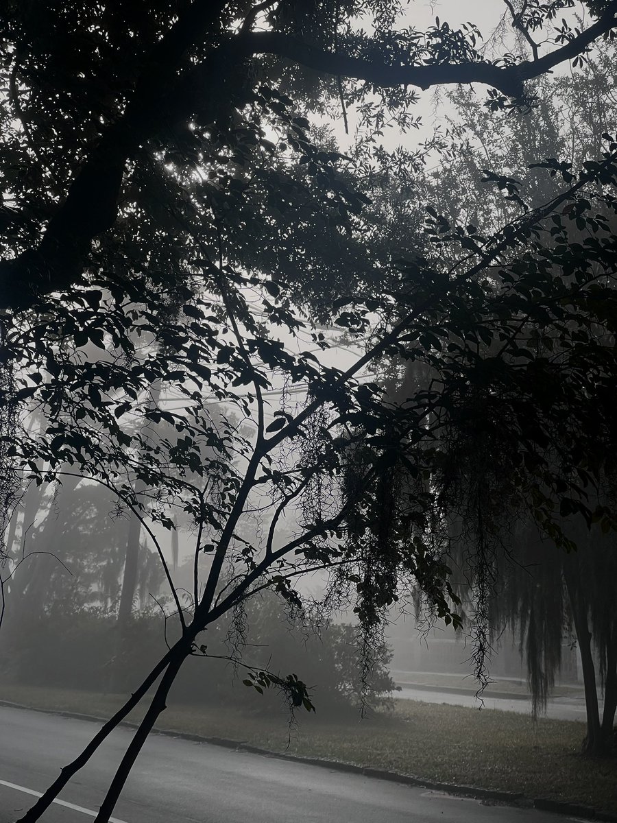 midniightxmuse's tweet photo. lurked in the ominous mist this morning https://t.co/zZIKmZq5R2