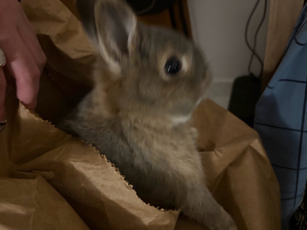 bloodlustvoid's tweet photo. a rat was found in the hay bag https://t.co/DDfeO7Dwfc