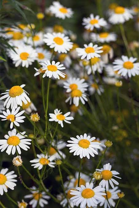 multiclown215's tweet photo. Day 2 : Xavier and MC as flowers

Xavier as Chamomile and Andie as Lavender. Both flowers with medicinal properties

#Xavier1016HappyBirthday
#31DaysofXavtober
#HappyOctovier https://t.co/l6B05PG5IN