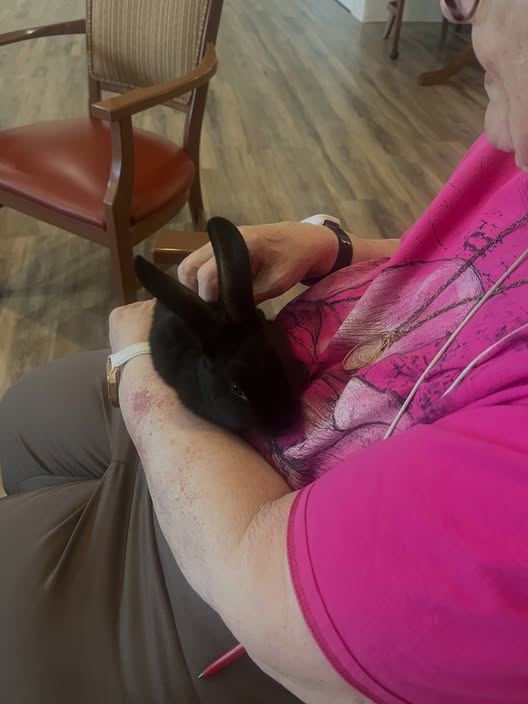 Emily_Goodwinau's tweet photo. Volunteering doesn’t have to be hard! Sometimes, bringing baby bunnies to visit seniors is enough to brighten their day. Seeing their smiles makes it all worthwhile. 🩷🐰 https://t.co/p1iPCCsVdX