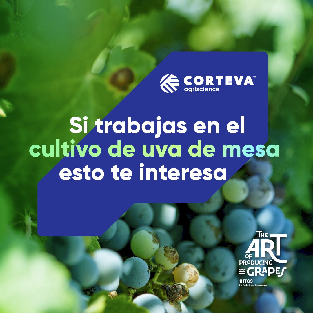 CortevaES's tweet photo. 🍇 Nos despedimos de ITGS 2026 tras unos días de intercambio. ¿No pudiste acompañarnos en Murcia? Cuéntanos qué temas son más relevantes para ti y recibe información útil para afrontar los retos de tu cultivo.

👉 Regístrate y cuéntanos más sobre ti: https://t.co/zoGpNgsnZt https://t.co/Ywicgqyg1j