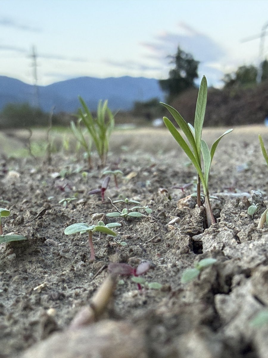 sudako831's tweet photo. 4日間の雨のあと、金時人参の畑へ🥕 雨のおかげで芽が出て、水やりいらず🌱 たくましいあおい芽がピンと立ってました💪 （きゅうりは病気が広がって少し寂しい…） 収穫が楽しみ！おいしくなあ〜れ✨ #あおぞらふぁーむ #金時人参 #露地栽培 https://t.co/fYjXa6Jrm9