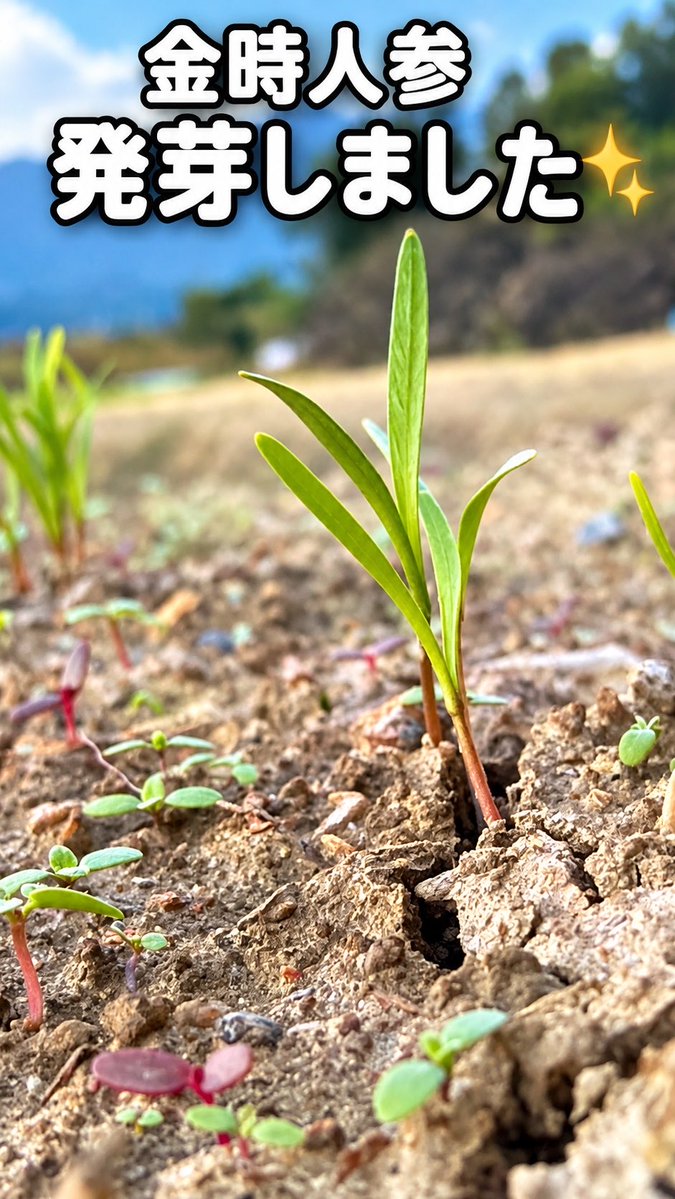 sudako831's tweet photo. 4日間の雨のあと、金時人参の畑へ🥕 雨のおかげで芽が出て、水やりいらず🌱 たくましいあおい芽がピンと立ってました💪 （きゅうりは病気が広がって少し寂しい…） 収穫が楽しみ！おいしくなあ〜れ✨ #あおぞらふぁーむ #金時人参 #露地栽培 https://t.co/fYjXa6Jrm9