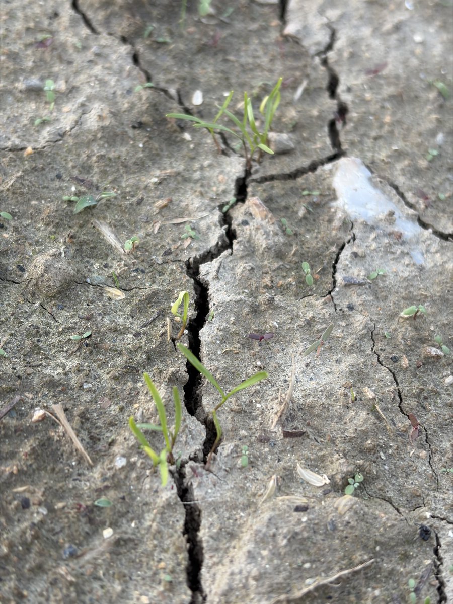 sudako831's tweet photo. 4日間の雨のあと、金時人参の畑へ🥕 雨のおかげで芽が出て、水やりいらず🌱 たくましいあおい芽がピンと立ってました💪 （きゅうりは病気が広がって少し寂しい…） 収穫が楽しみ！おいしくなあ〜れ✨ #あおぞらふぁーむ #金時人参 #露地栽培 https://t.co/fYjXa6Jrm9