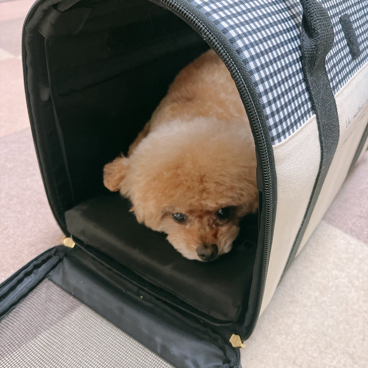 honda_mosamosa's tweet photo. もうバッグに入ってしまったうちの犬。
#うちのここあ https://t.co/flRWnt4kmj