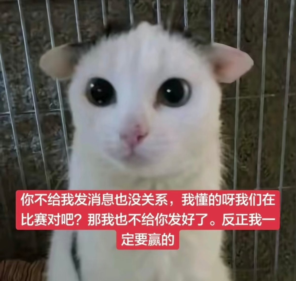 lanyu_0101's tweet photo. 哼哼。 https://t.co/smGApikyM8