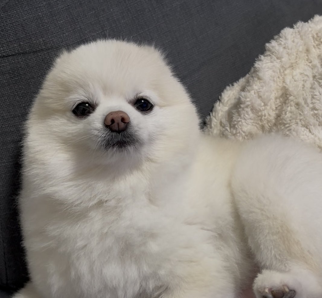 boku_ponchan's tweet photo. 撫でたら老ける犬 https://t.co/Vj7vmj4U5U