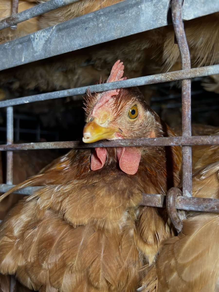 animalsavemvmt's tweet photo. Every chicken vigil is full of heartbreak, knowing that you can’t save them.  But it’s not about us. It’s about them. Sadness is palpable. 🥲🥲🥲🥲🥲🥲⁠ ⁠ 

Join us: Visit https://t.co/mOmOKgyYRw to learn more⁠ ⁠ 

📷️ Orange County Animal Save https://t.co/mwCuKIj8b6