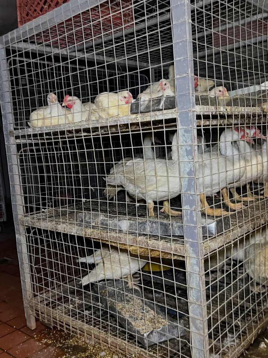 animalsavemvmt's tweet photo. Every chicken vigil is full of heartbreak, knowing that you can’t save them.  But it’s not about us. It’s about them. Sadness is palpable. 🥲🥲🥲🥲🥲🥲⁠ ⁠ 

Join us: Visit https://t.co/mOmOKgyYRw to learn more⁠ ⁠ 

📷️ Orange County Animal Save https://t.co/mwCuKIj8b6