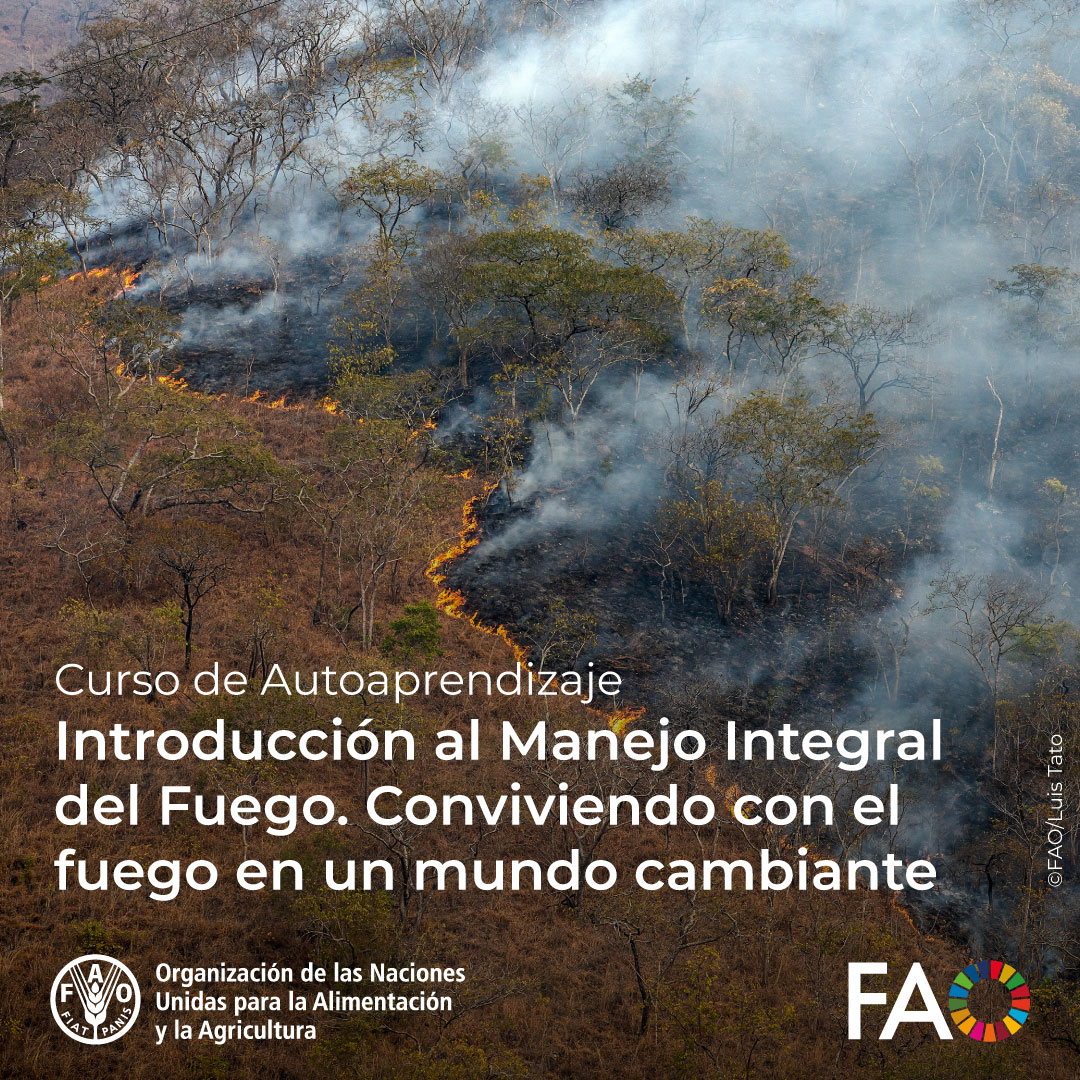 FAOCampus's tweet photo. 📢 ¡Curso disponible en @FAOCampus!

🔥Introducción al Manejo Integral del Fuego 

Curso dirigido a fortalecer capacidades para comprender y abordar los desafíos asociados a los incendios forestales en la región amazónica.

Inscríbete aquí 👉https://t.co/FRAKKv3ztA https://t.co/rXK6Pmoh4O
