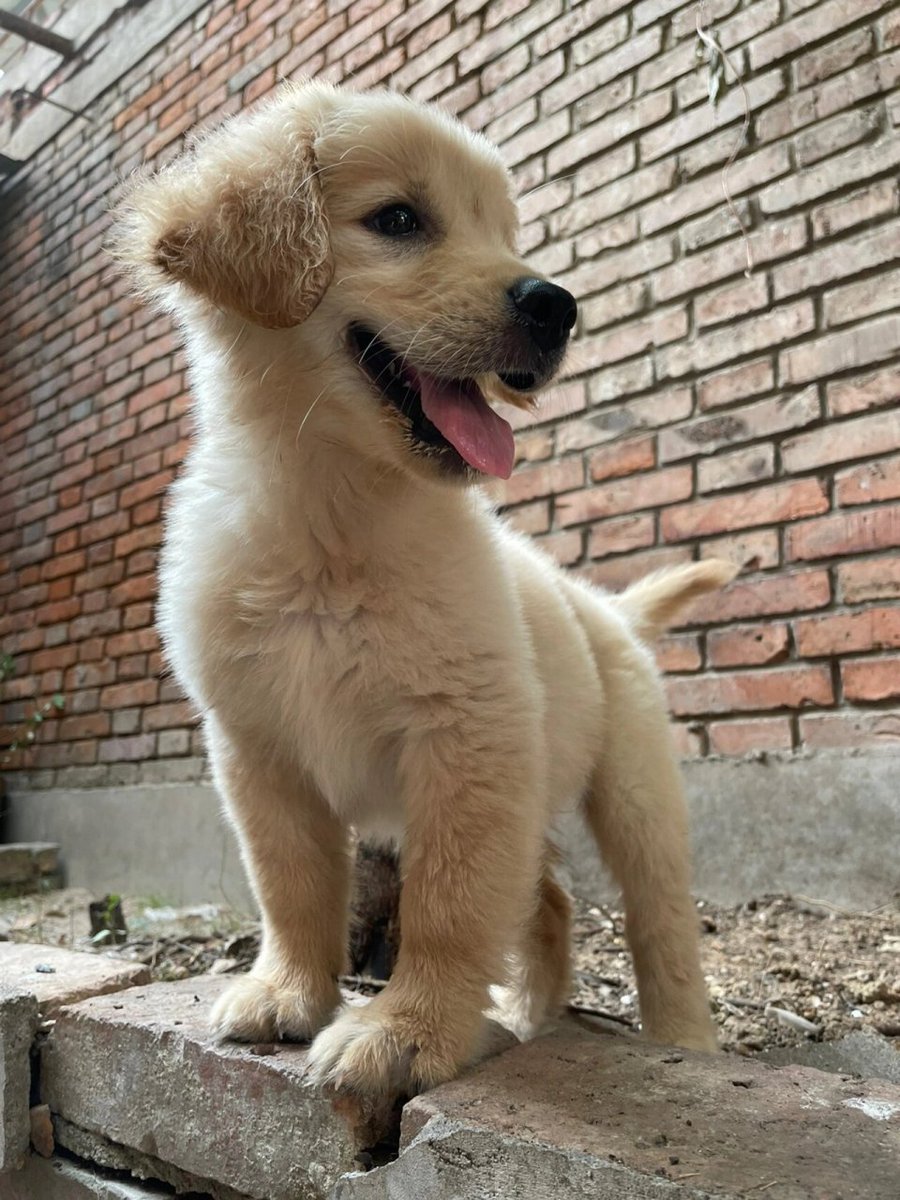 FredAdtnosa's tweet photo. Mi perro de 2 meses ya salta tan alto! Cada día veo cómo crece y mi corazón se llena de alegría , https://t.co/oWYy6lk4v6