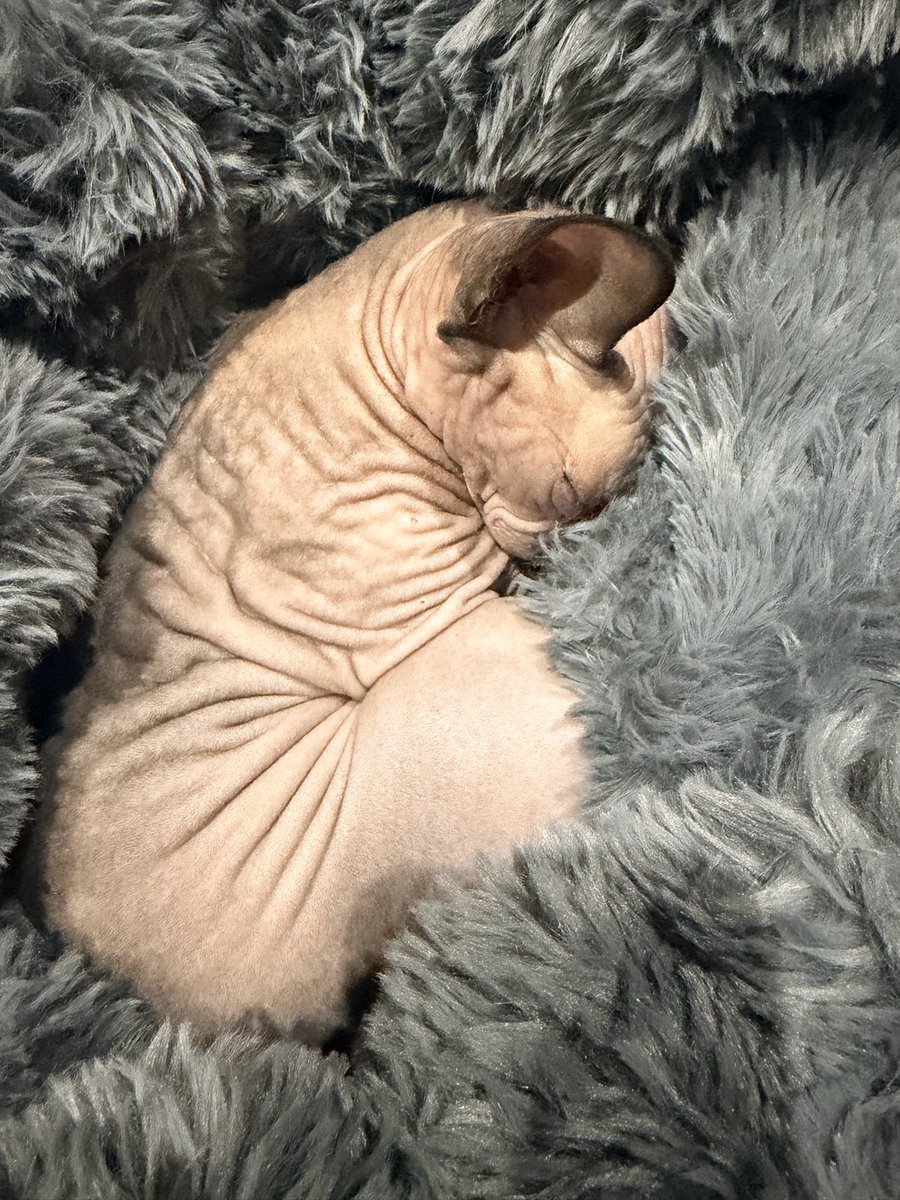 MyHomeSchoolZoo's tweet photo. @PostsOfCats My sweet baby. She’ll be 1 on Halloween 🎃 https://t.co/OLyULXTwJN