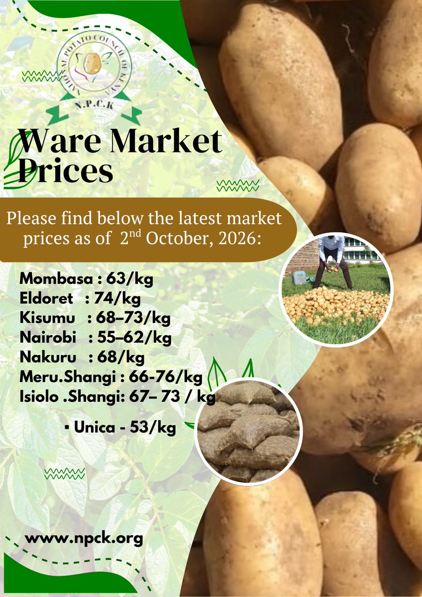 npckkenya's tweet photo. Are you a potato farmer or a buyer? This one's for you! We've compiled the latest ware potato market prices from major towns in Kenya as of 2nd October, 2026. See how your local market compares. For more resources, visit https://t.co/rhZO5TEtJC. #AgriBusiness #PriceCheck #npck https://t.co/D9DStHAYhV