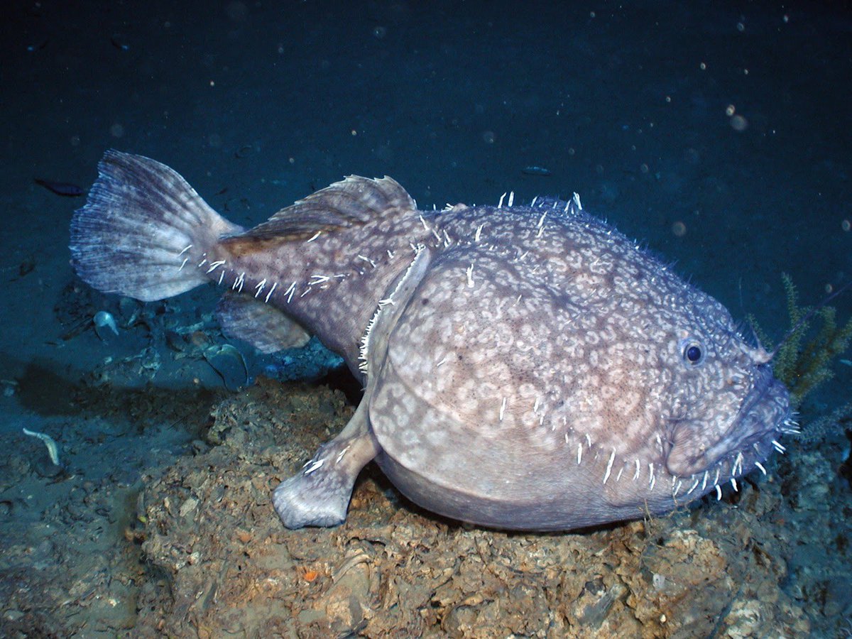 dictionarypod's tweet photo. Not sure why it’s called #goosefish but it’s a beauty. 

#wordoftheday #dictionary #wordnerd #edutainment @spejampar https://t.co/uxyTsrcc8P
