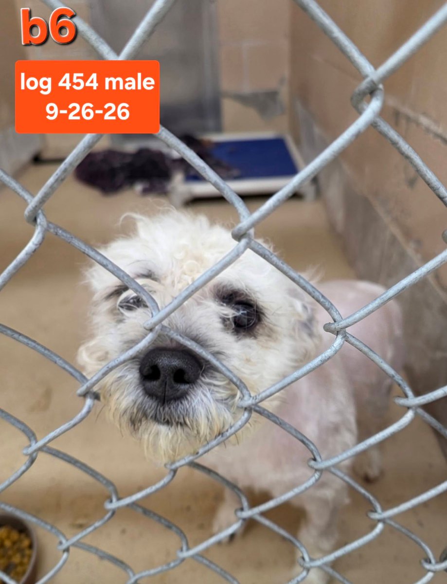 SistersInBiz's tweet photo. Found
Male white Shih Tzu
Area of Springfield St/Wolfe St on 9-26-26
#Providence #RI
Please call #PVD Shelter 401-243-6040
https://t.co/bWi5Jz9gYE
#Rhodeisland #Oceanstate #Founddog https://t.co/lY8zc5K21Q