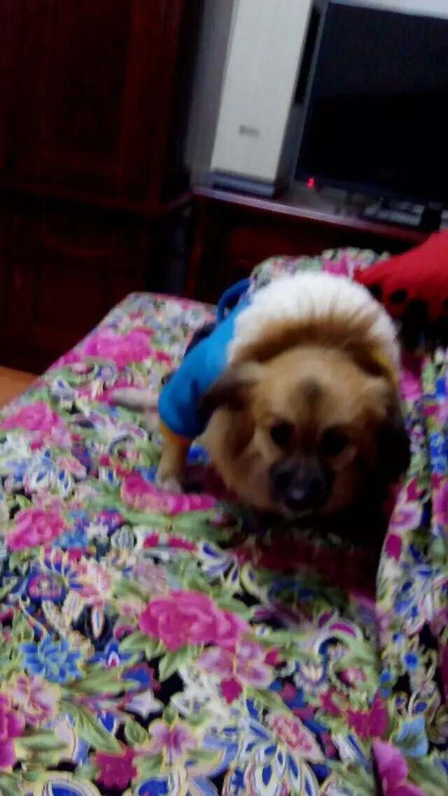Neomacrbwk's tweet photo. Mi peludo compaero hace cada día más cálido  El mejor regalo de la vida es su amor incondicional!， https://t.co/yNXHZGytx6