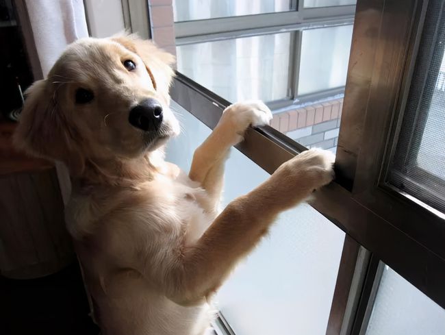 Kristanste1bh's tweet photo. Mi perro siempre está ahí, con su mirada cálida, para hacer mis días grises mucho más brillantes. https://t.co/3STHnZbD92
