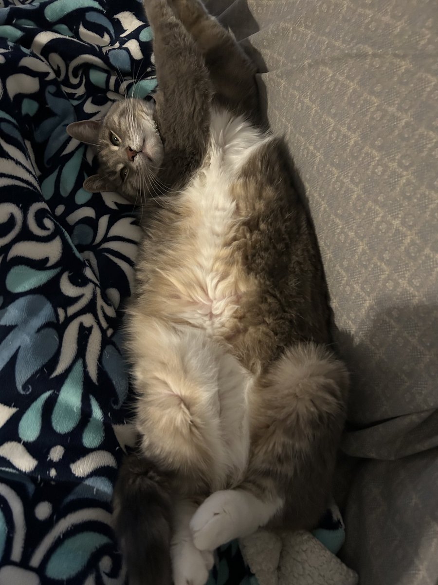 TuxTedTabbyMag's tweet photo. It’s #jellybellyfriday - I’m here for it😹hope we all get lots of belly rubs and have a pawsome day! ❤️Maggie (and Teddy)
#catsarefamily, #CatsOnX, #tabbytroop, #FridayFun,#USA
😽😻🐶🐈⬛🐕🐾🌞🌻🦅🗽🇺🇸🇺🇸🇺🇸 https://t.co/4hLFvAlzfC