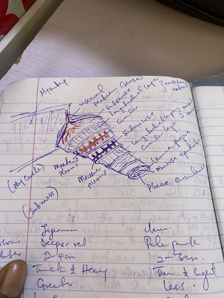 fueki_lee's tweet photo. I recently made it a personal decision to read anatomy everyday

Because what is a Surgeon without anatomy

Anatomy is sha abstract because how are you supposed to picture the microscopic layers of the small intestine or the levels of the mesenteric lymph nodes

My solution is to draw it by hand and I will remember my drawing or I can always quickly open my Jotter to remind myself…