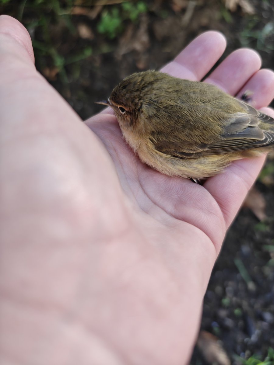 hyperdergon's tweet photo. Unfortunately I'll be a tad behind for #Tennotober due to a family emergency.....

Sorry everyone 
On the plus side, I rescued a bird yesterday. https://t.co/fDHqpD1qTW
