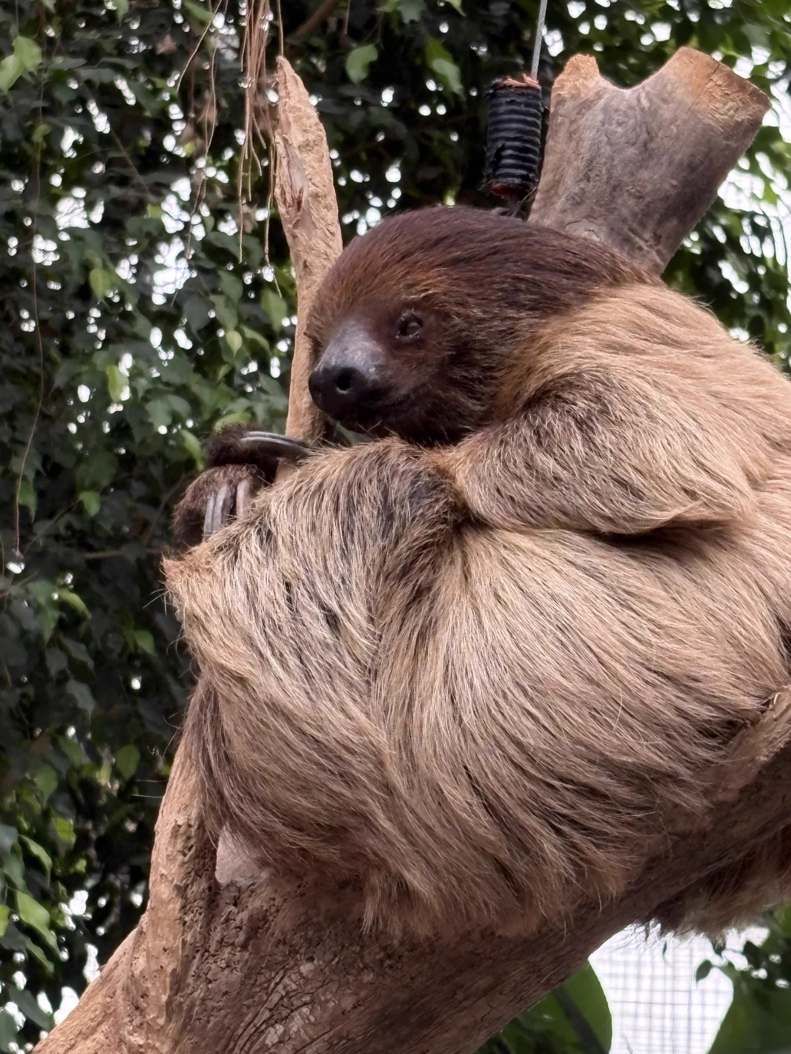 ナマケモノ研究所(The sloth research center)🦥 (@sametyphoon) / X