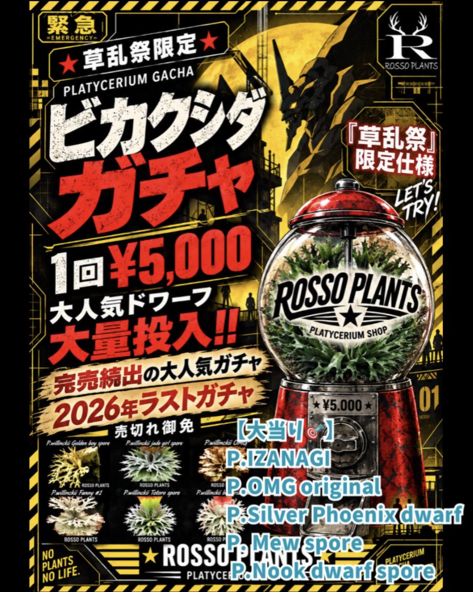 rosso_plants's tweet photo. 2026年 LAST ガチャ‼️
10月4日（日）　10:00〜16:00
【草乱祭】に出店します！
@souransai 

草乱祭限定Ver.ビカクガチャ

完売必須の大人気企画‼️
利益度外視のお祭りガチャとなっております！
草乱祭にお越しの際にはぜひガチャって下さい！

スペシャルなビカクシダをGETしちゃって下さいね😆 https://t.co/uwgJ9VPgOO