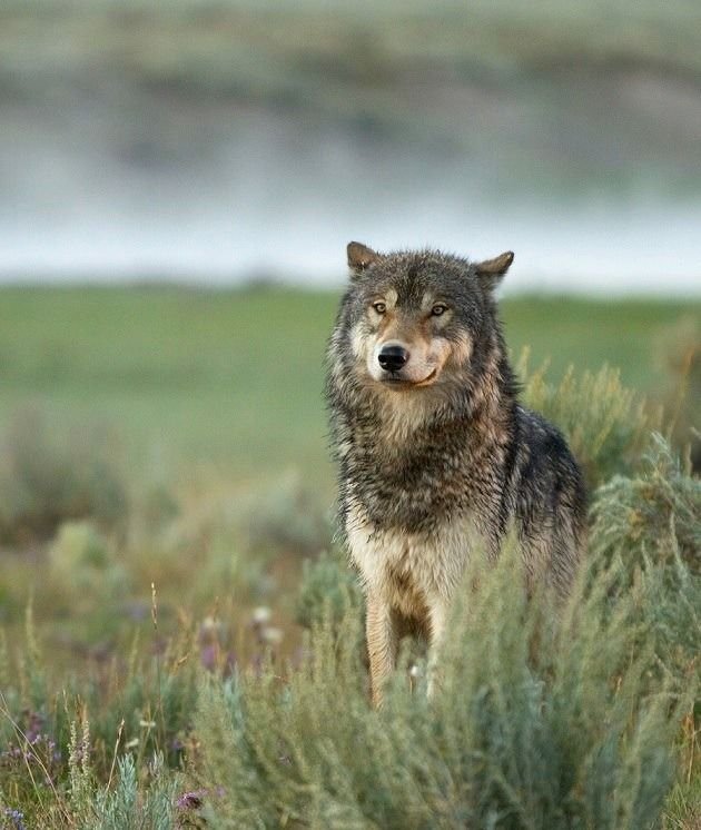 NoonTheWolf's tweet photo. I'm gonna woof https://t.co/3HjdDfXUId