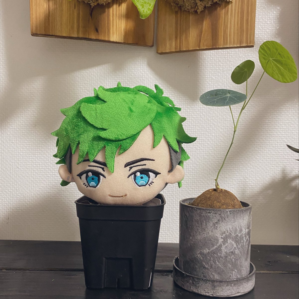 honkideath's tweet photo. 🌱 https://t.co/NAL0NJyoaL