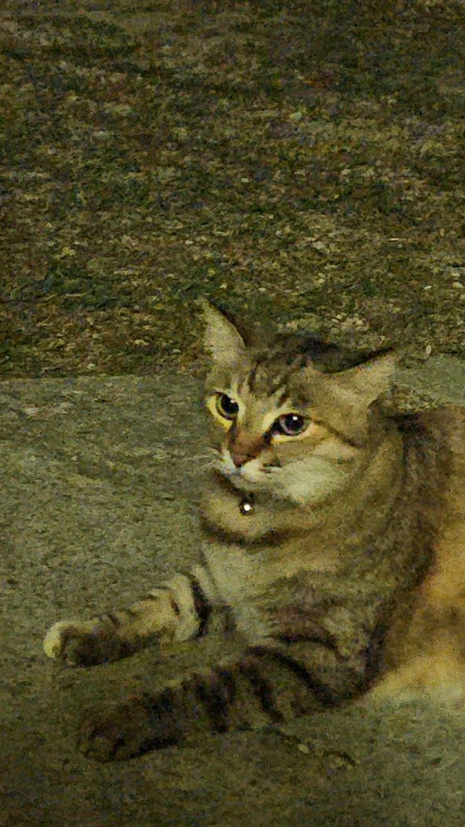 melt_112_7's tweet photo. ฅ-𝙊𝙋𝙀𝙉-ฅ

写真盛れなかったので動画🧚🏻 https://t.co/LverrvwadC