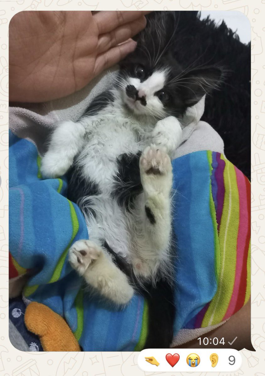 smtleticia's tweet photo. encantada com o grupo gatos em silêncio https://t.co/K8vZnszjpd