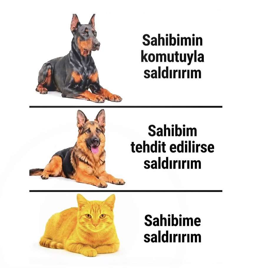 sucveceza_35's tweet photo. Köpekler ve kediler https://t.co/nkxB585Xqf