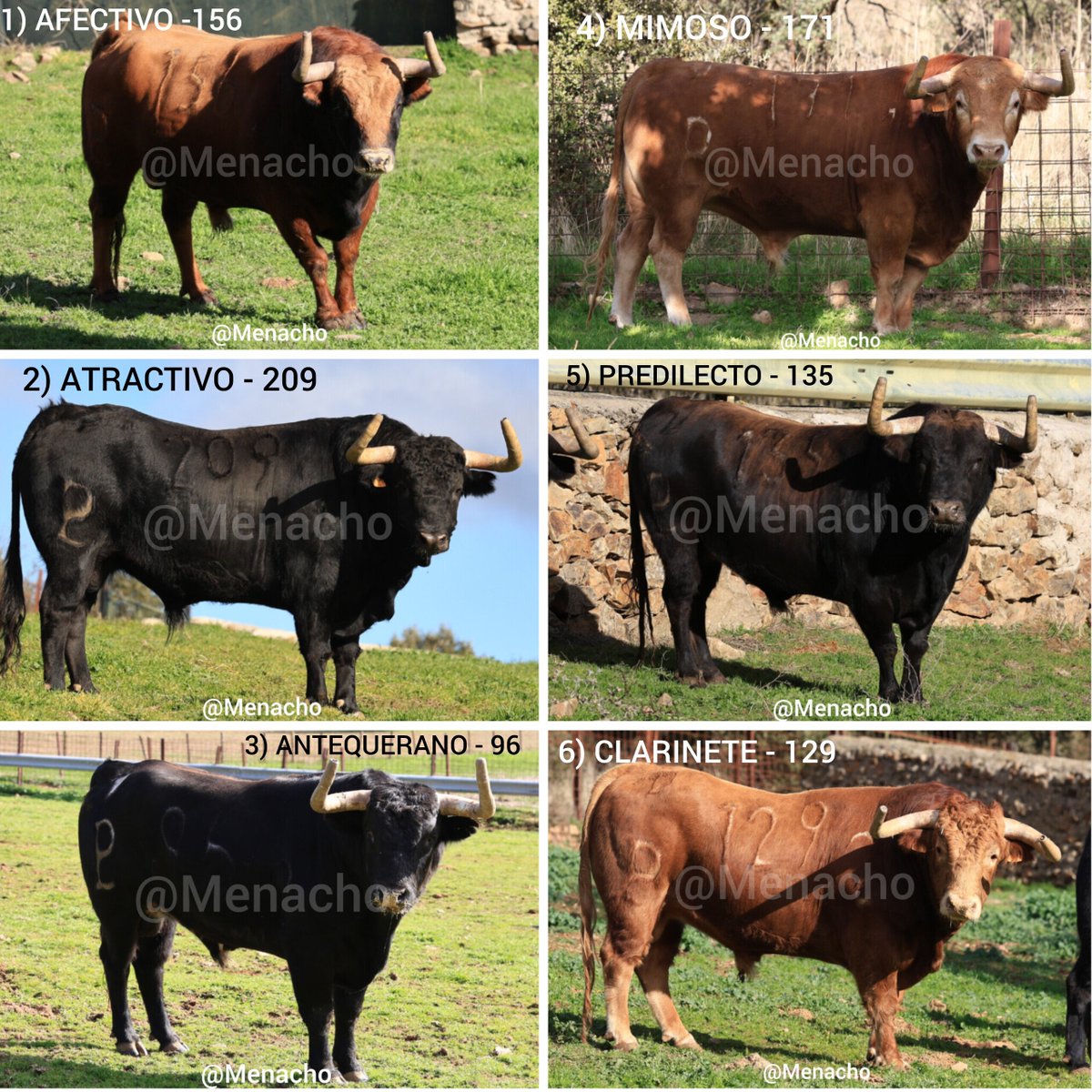objetivoeltoro's tweet photo. 🔴 MADRID 🐂
Orden de lidia y datos de los toros desde el campo de #Alcurrucen para hoy en #Madrid
#Urdiales #Fortes #ChristianParejo 🍀
#Lasventas #feriadeotoño https://t.co/UU9IKnNVAp