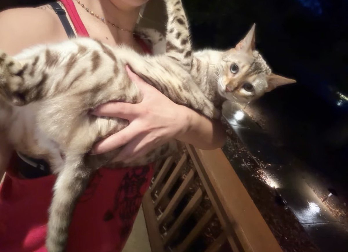 GuideForMyHerd's tweet photo. Who knew cats were so photogenic? (me.. i did!) https://t.co/fItmGkGM4i