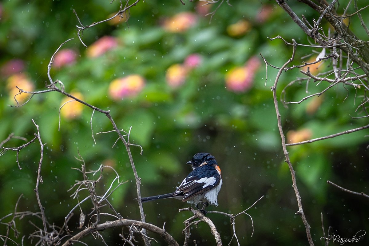 viewfindero's tweet photo. White-bellied minivet @ Bhigwan, Maharashtra   
#IndiAves #BBCWildlifePOTD #ThePhotoHour #natgeoindia #wildlifephotography #SonyAlpha #BirdsSeenIn2026 https://t.co/Q3BX3AEmQK