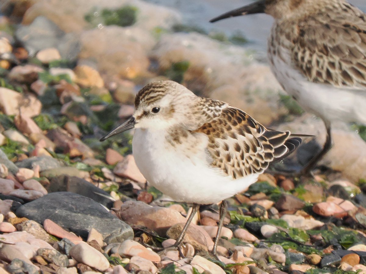 TimTim292's tweet photo. Little Stint Exe Estuary Devon. What a beauty. @SEDwildlife @BirdGuides @BirdTrack @waderquest @Waderworld1 @WaderStudy https://t.co/neG5r5Eipr