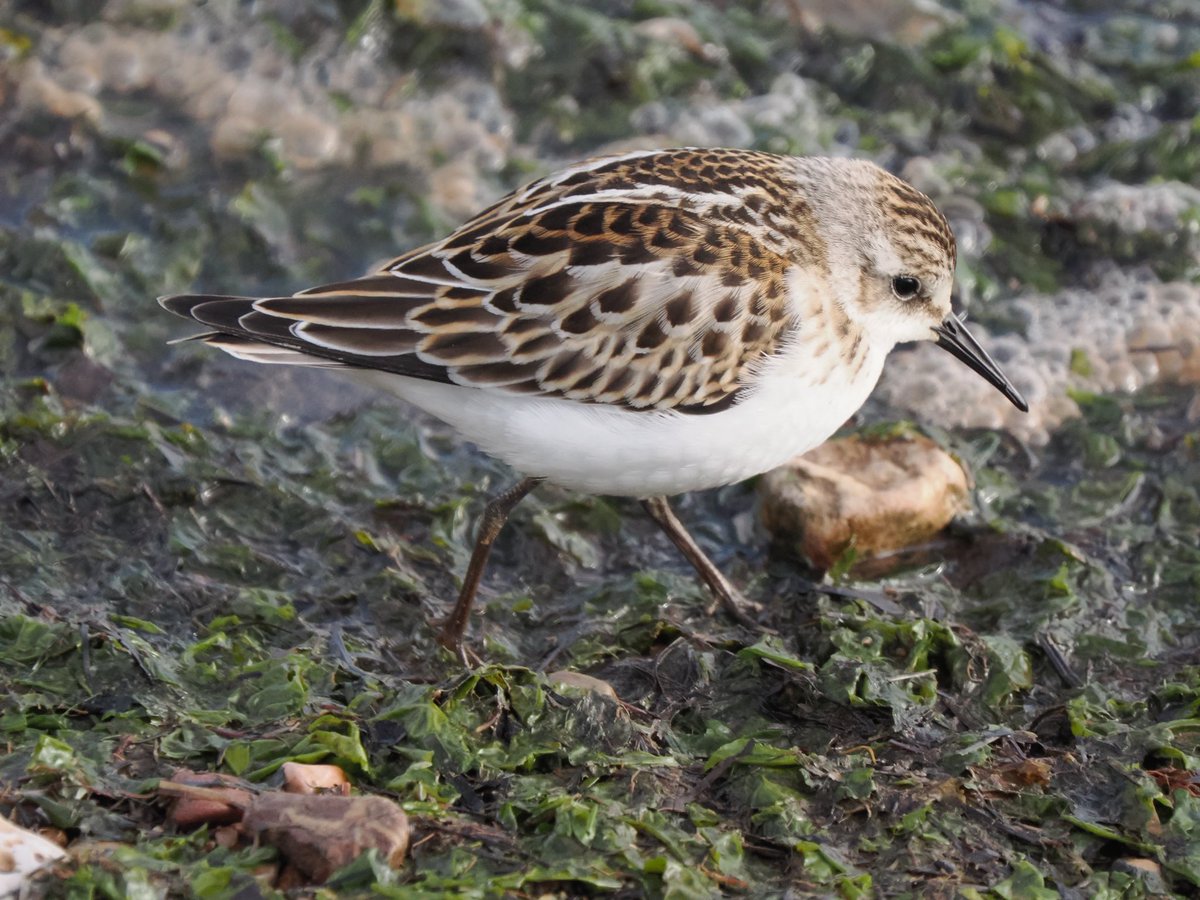 TimTim292's tweet photo. Little Stint Exe Estuary Devon. What a beauty. @SEDwildlife @BirdGuides @BirdTrack @waderquest @Waderworld1 @WaderStudy https://t.co/neG5r5Eipr