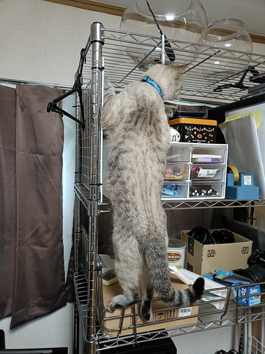 kurofune_studio's tweet photo. ながーい(みゆ)⁡
⁡⁡
⁡#猫 #cat #猫社長 #猫のいる会社 #cute https://t.co/MinHB4tIsO