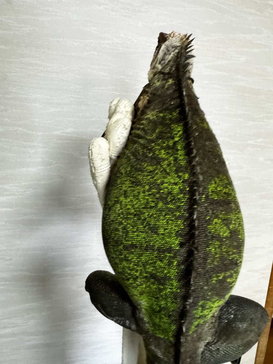 kosatsu_koju's tweet photo. 嫁に飼育任せるとこうなる。

‥あしたから死ぬ気でダイエットな。

#レッサーアンティルイグアナ https://t.co/gCGiFEGwil