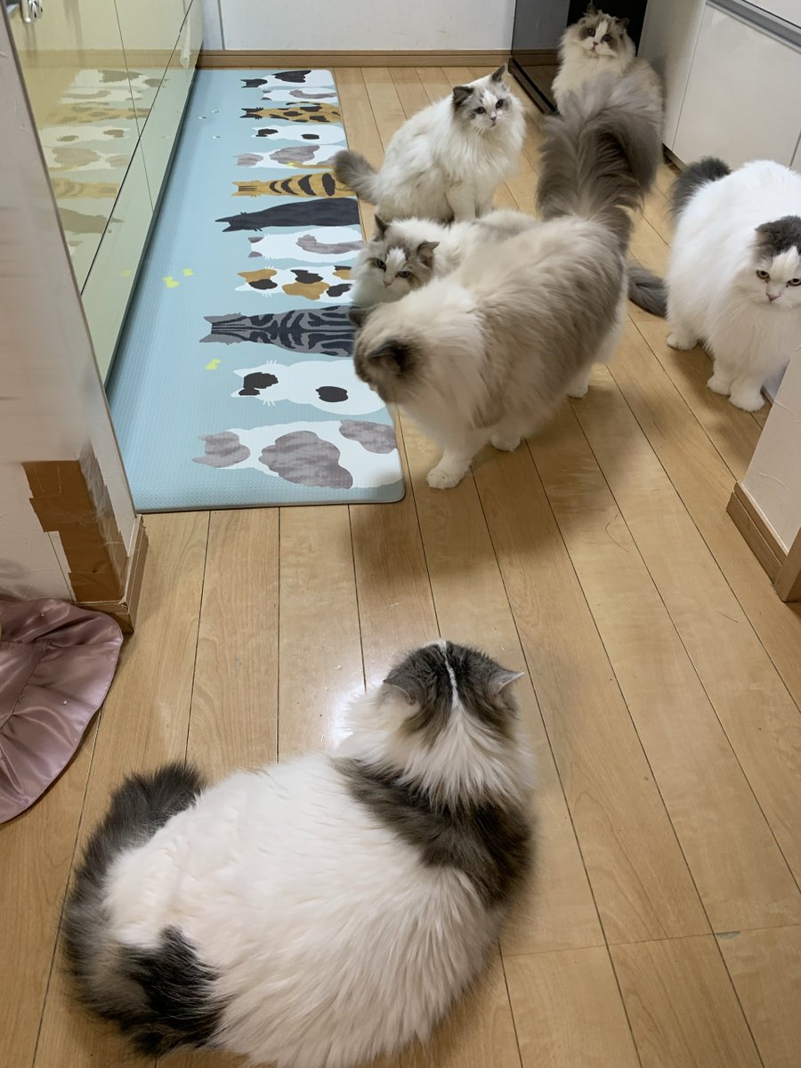 411hoshi's tweet photo. キッチン賑やかになりました🙌🏻💕︎︎
気になってたニトリのキッチンマットにしてみたんだけど…可愛すぎて大優勝🫶🏻︎💖 後ろ姿好きにはたまらにゃい🐱💕
1枚だけ6にゃんと写真撮れた〜可愛い🫶🏻︎💗
 #ねこ #ねこかわいい 
 #スコティッシュフォールド  #ラグドール https://t.co/Cy1ExPiHIB