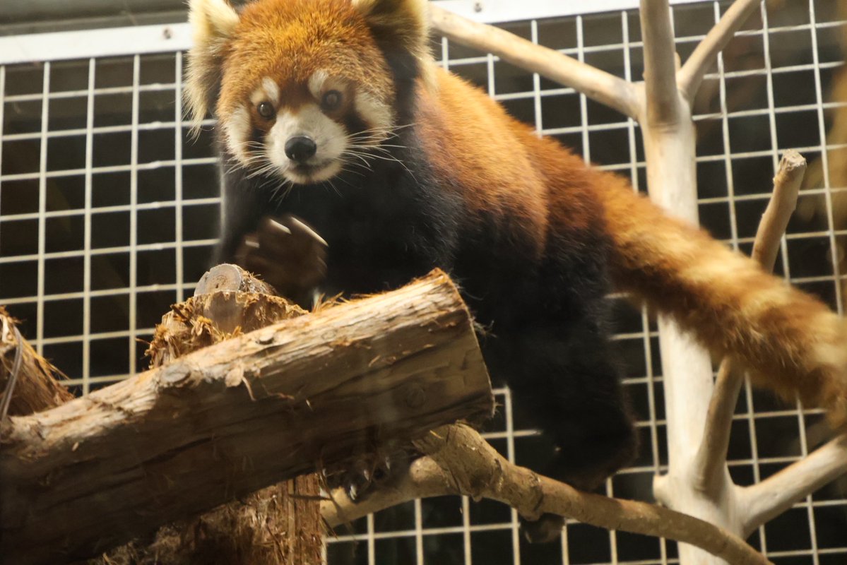 redpannada's tweet photo. プーアルです🐾

#円山動物園
#プーアル
#レッサーパンダ https://t.co/EyKSsREiXO