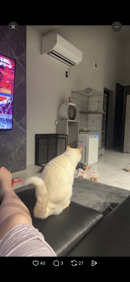 miiiii_ann_'s tweet photo. 10月1日〜2日にかけて飼い猫が脱走してしまいました。

・白と薄茶のシャム系
・オス 去勢済み
・6歳

場所は 群馬県太田市新田村田町 です。

とても人懐っこいです。
外で呼びかけてみましたが鳴き声や姿はまだ一度も確認出来ていません。
保護している方、見かけた方などいましたらコメントください https://t.co/EjdoUzJjuH
