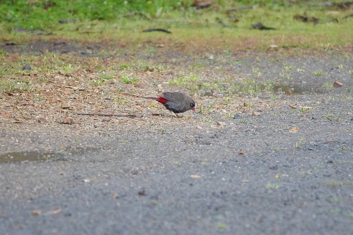 cockatielpika's tweet photo. 確かに美しいけど丸っこくてどちらかと言うと可愛いから
英名がピンと来ない
Beautiful Firetail
サザナミスズメ　#タスマニア探鳥2025 https://t.co/QwtAepVFmz