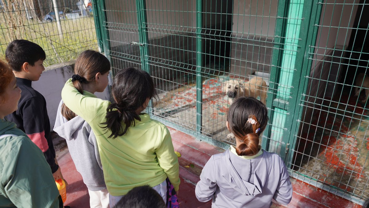 sgdd_asam's tweet photo. Çocuklar sahipsiz hayvanlara isim verdi, barınakta bir gün geçirip hem hayvanların bakımlarını hakkında yeni bilgiler öğrendi hem de keyifli vakit geçirdi.

Karamel, Limon, Güneş, Latte, Kar, Kahve…

4 Ekim Dünya Hayvanları Koruma Günü kapsamında çocuklarla birlikte Çankaya Belediyesi Sahipsiz Sokak Hayvanları Bakımevi ve Rehabilitasyon Merkezi’ni ziyaret ettik. 

Çocuklar merkezdeki hayvanlarla tanışırken veteriner hekimlerden hayvanların bakımı, sağlık süreçleri ve ihtiyaçları hakkında bilgi aldı; merak ettikleri soruları sorma fırsatı buldu.