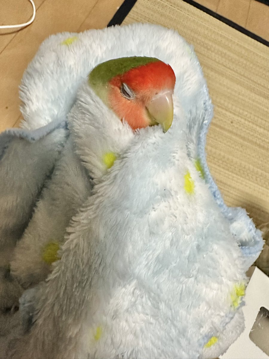 torinosimobe's tweet photo. ぐぅ https://t.co/dneoiO84GP