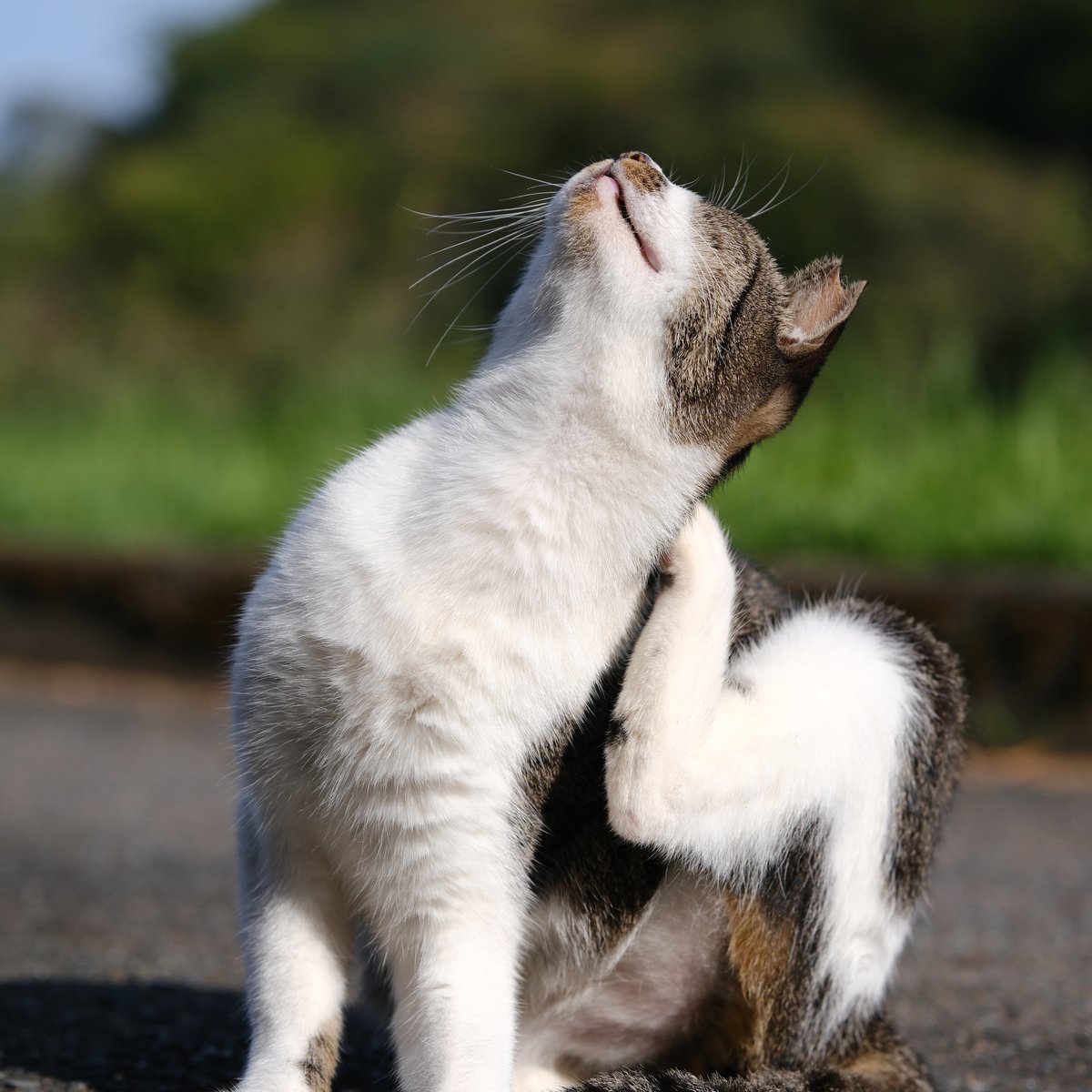 mountainfrog2's tweet photo. 道路を不法に選挙する猫と首がかゆい猫
#道路占有許可
#清潔感
#地域猫
#平等寺
#公民館
#写真好きの人と繋がりたい https://t.co/SAkbCNVpHH