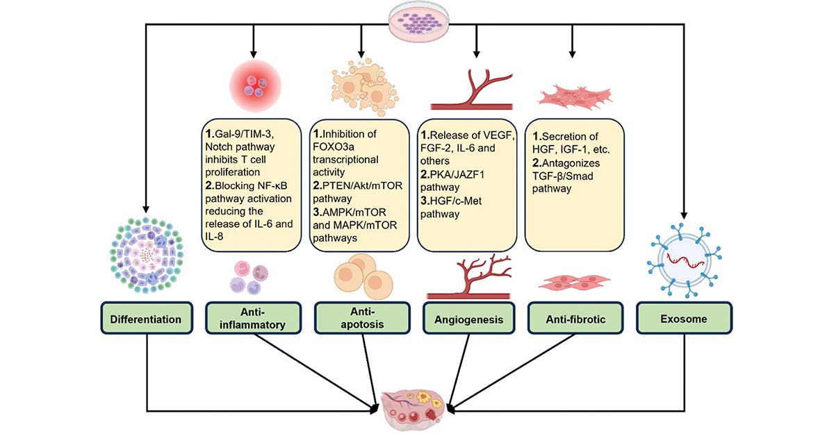 JournalBio's tweet photo. LIPUS regulates ovarian function, alleviating POI pathology and offering a novel noninvasive therapeutic avenue. @KingsCollegeLon #Endocrinology #OvarianInsufficiency #ReproductiveMedicine
#BIOI #OpenAccess: https://t.co/BxCaifoPub https://t.co/QacMFtREji