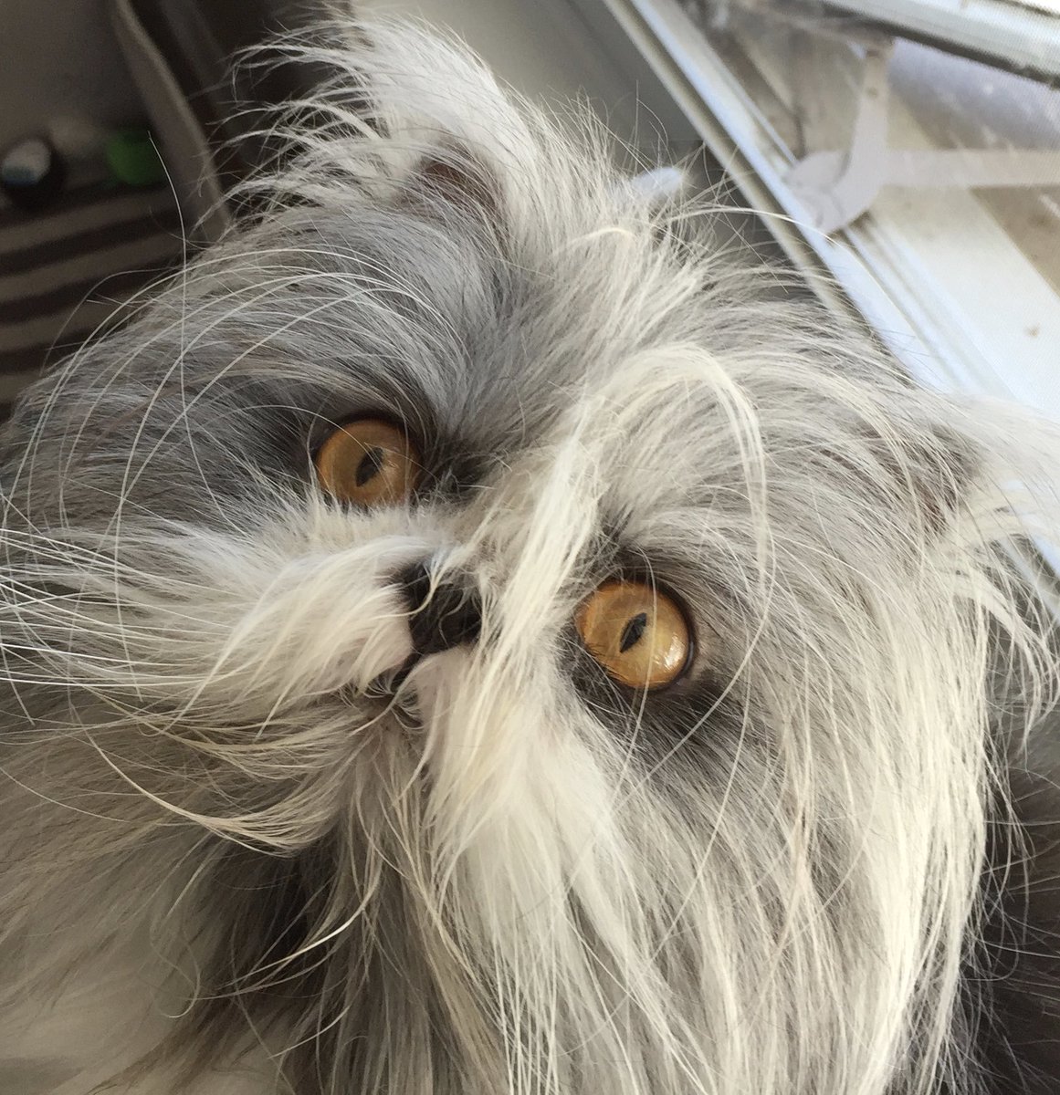 Atchoumthecat's tweet photo. Boo!🙀👻 https://t.co/KtMvkB1GEY