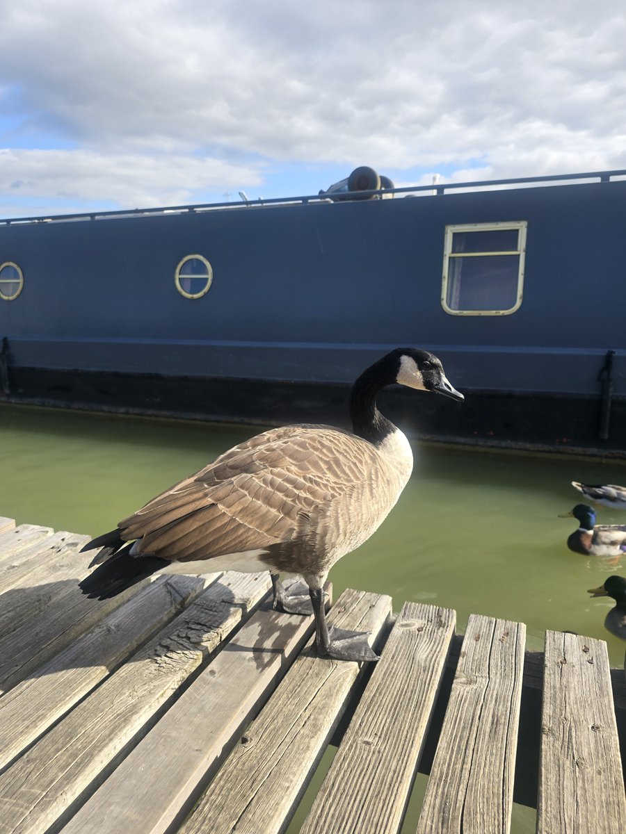 wayneDJC's tweet photo. Lunch time for the resident birds https://t.co/muVmMeEGAP